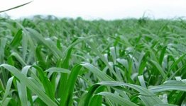 Ryegrass (italyan çimi) Süt otu